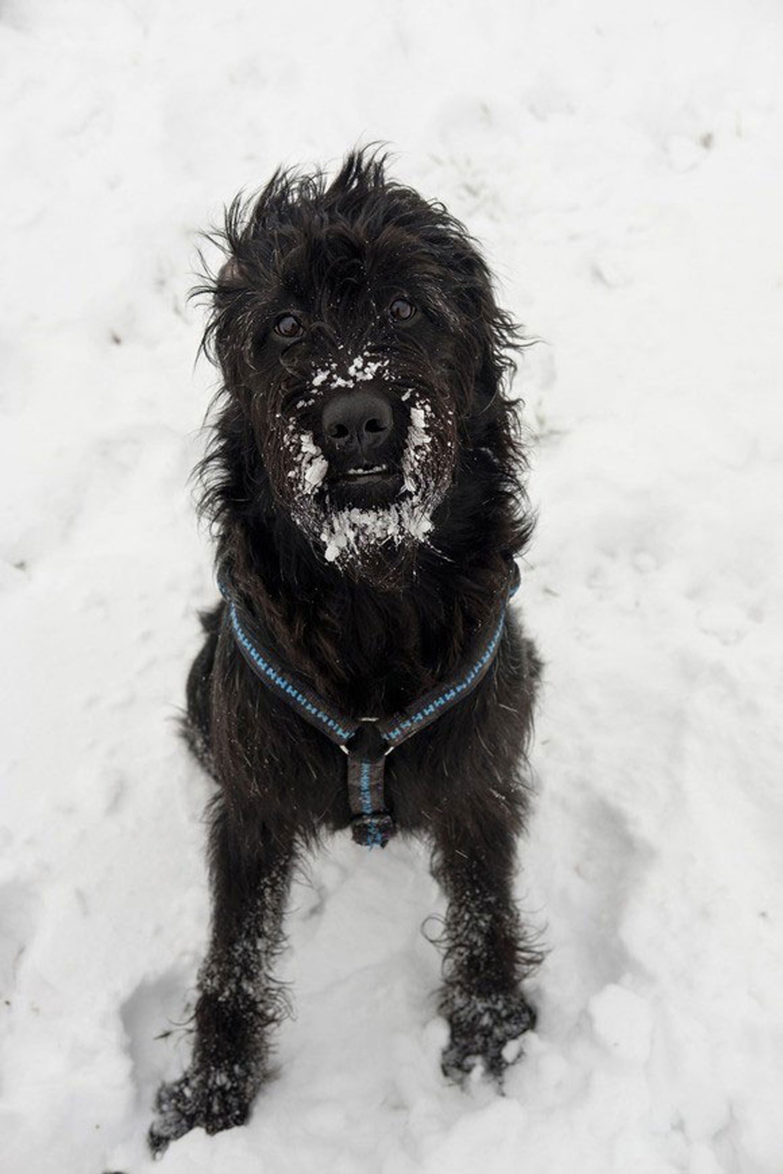 Hunde fressen gerne Schnee – Napf Express Onlineshop Hundefutter & Katzenfutter • Tipps für Hunde • Hundefutter online kaufen Barf-Shop