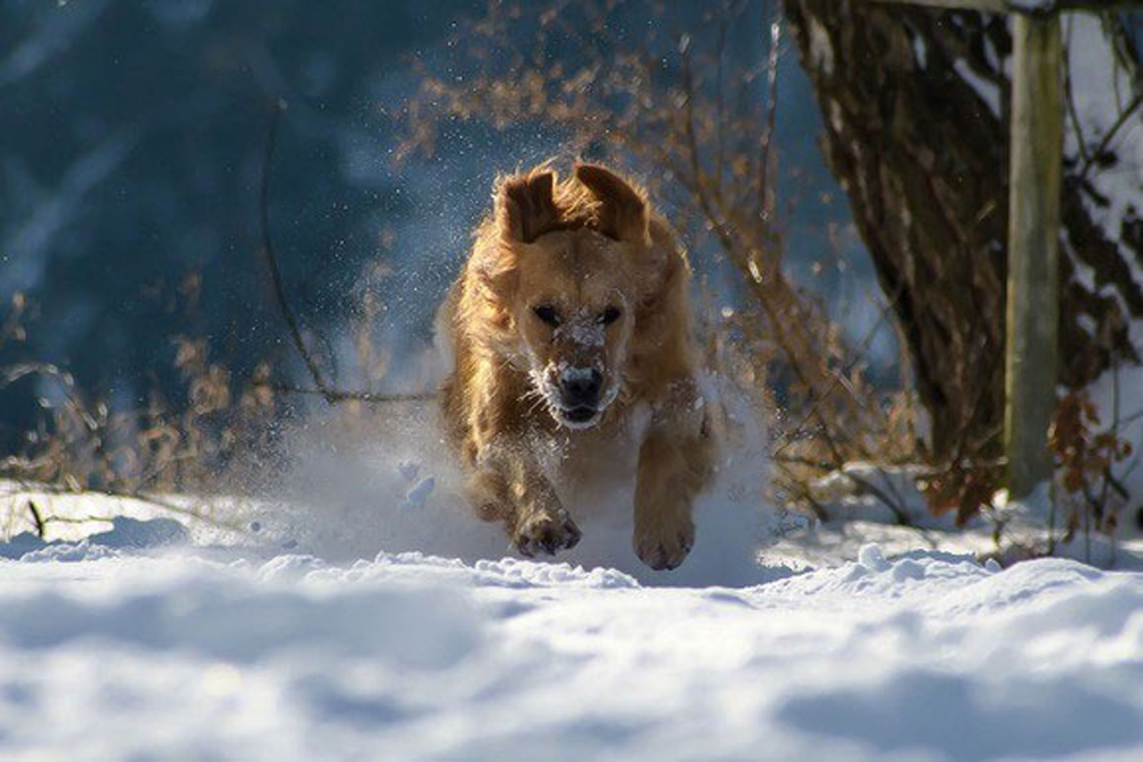 Hunde spielen gerne im Schnee – Napf Express Onlineshop Hundefutter & Katzenfutter • Tipps für Hunde • Hundefutter online kaufen Barf-Shop