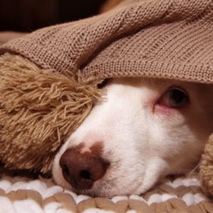 Silvesterangst Napf Express Silvester Adaptil Homöopathie Hundefutter online kaufen Barf-Shop